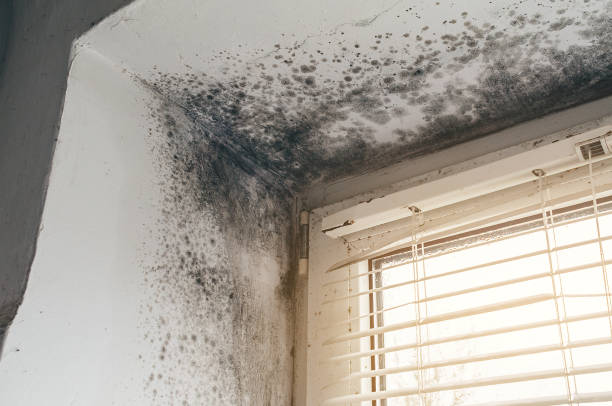 Affordable Mold Cleanup solutions in Upperco, MD